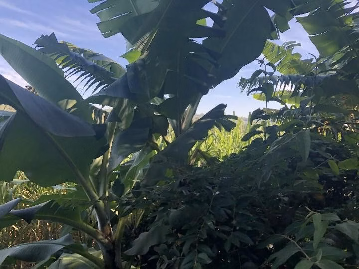 Sítio de 2 ha em Santo Antônio da Patrulha, RS