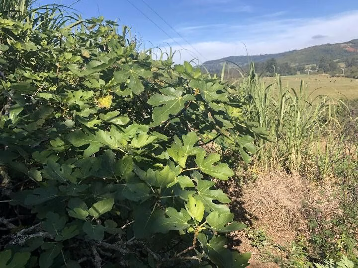 Sítio de 2 ha em Santo Antônio da Patrulha, RS