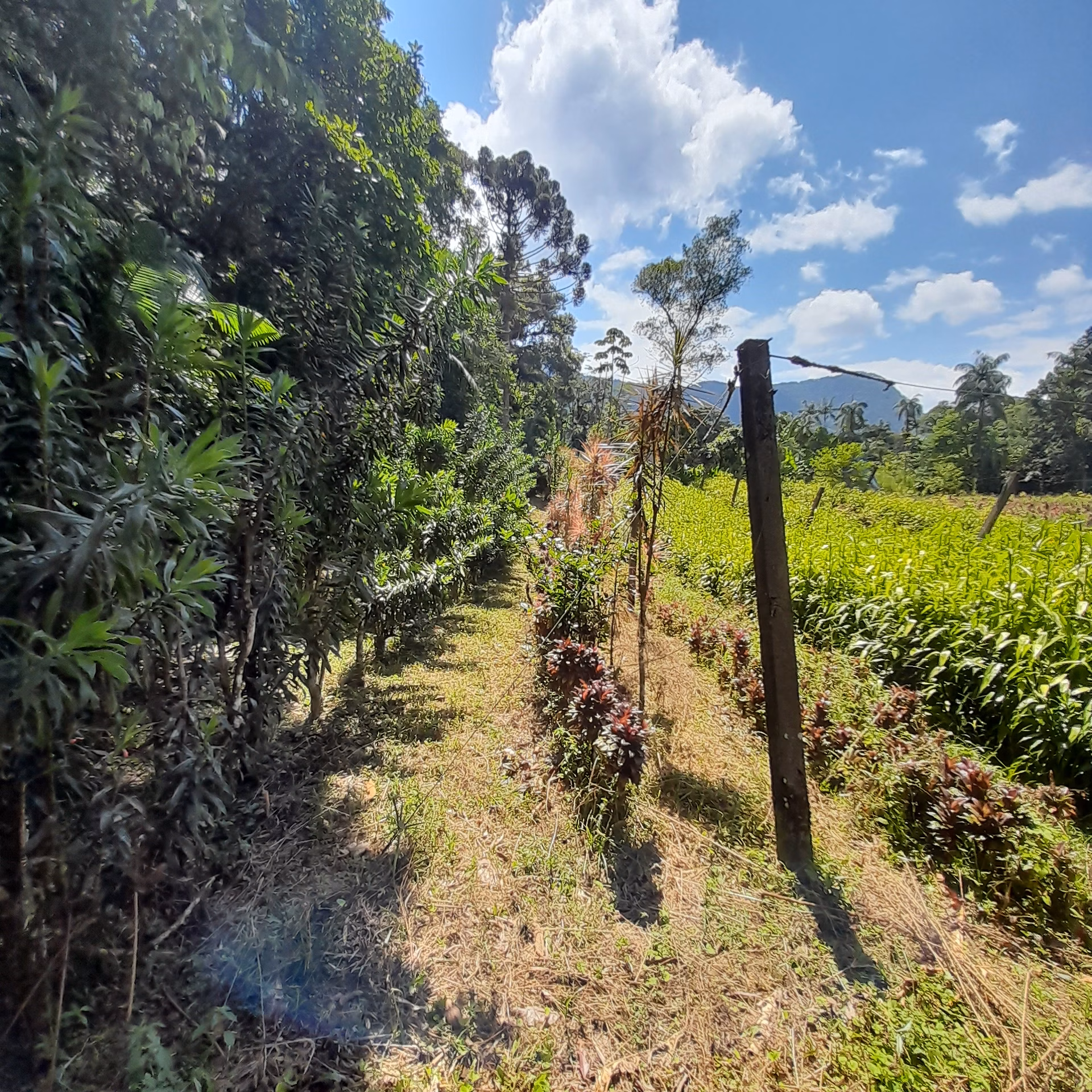 Chácara de 18 ha em Guaratuba, PR