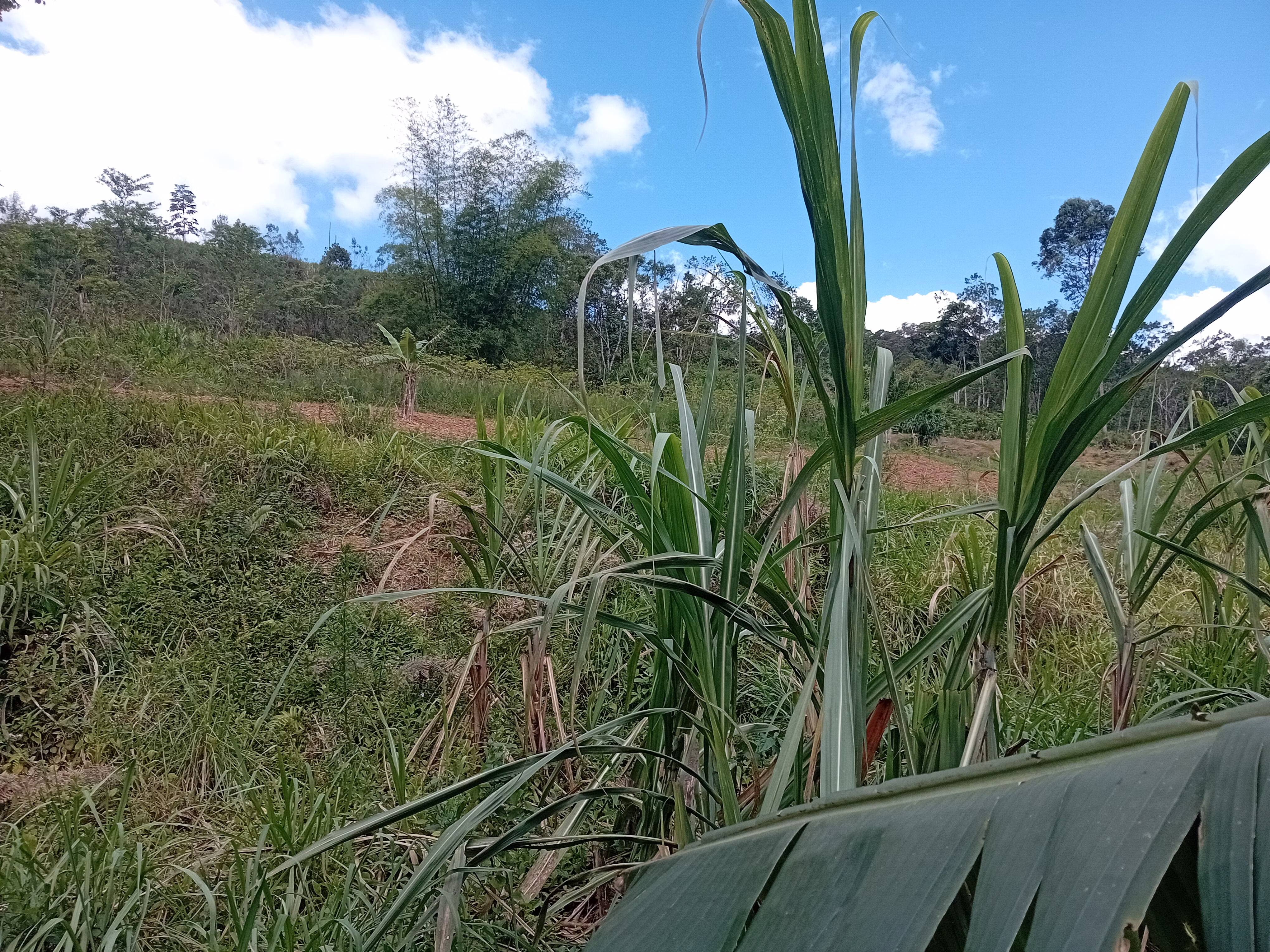 مزرعة صغيرة بمساحة 5,000 m² في Morretes، PR