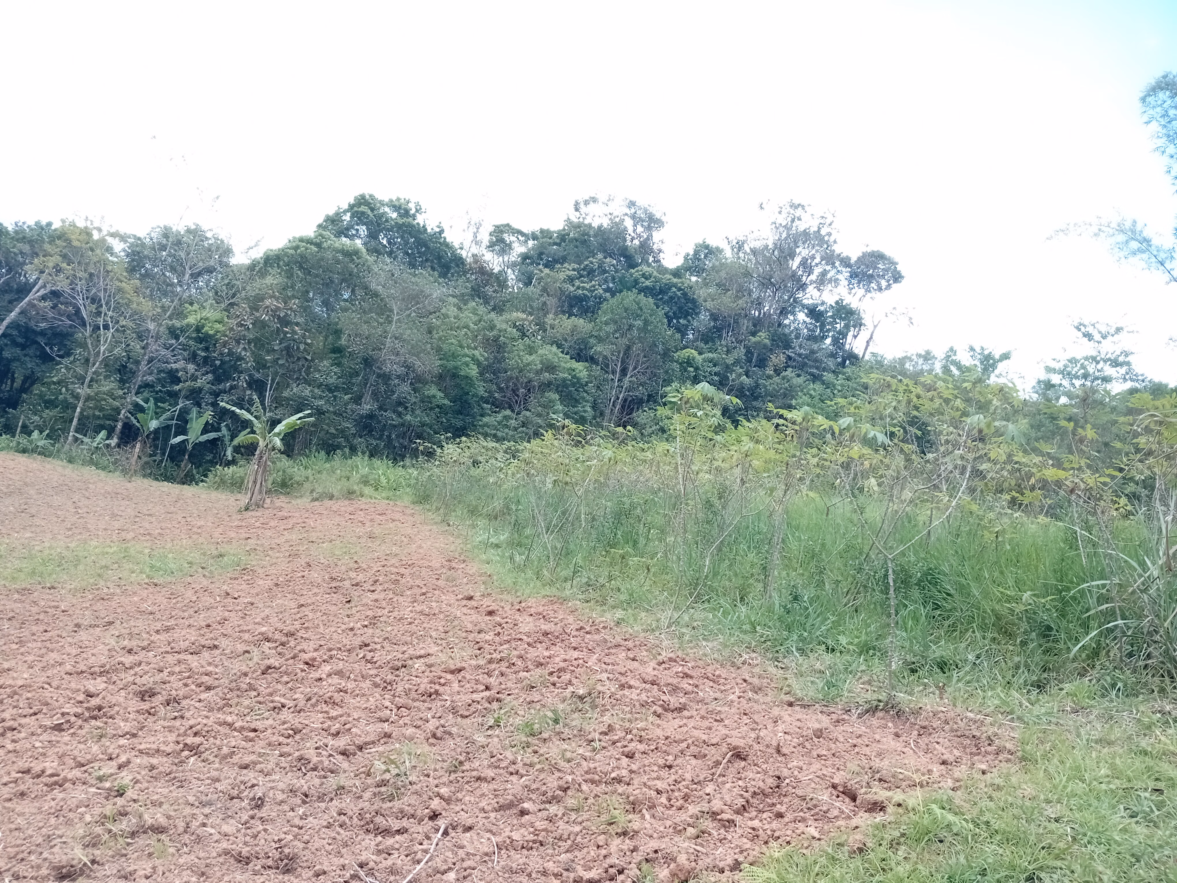 مزرعة صغيرة بمساحة 5,000 m² في Morretes، PR