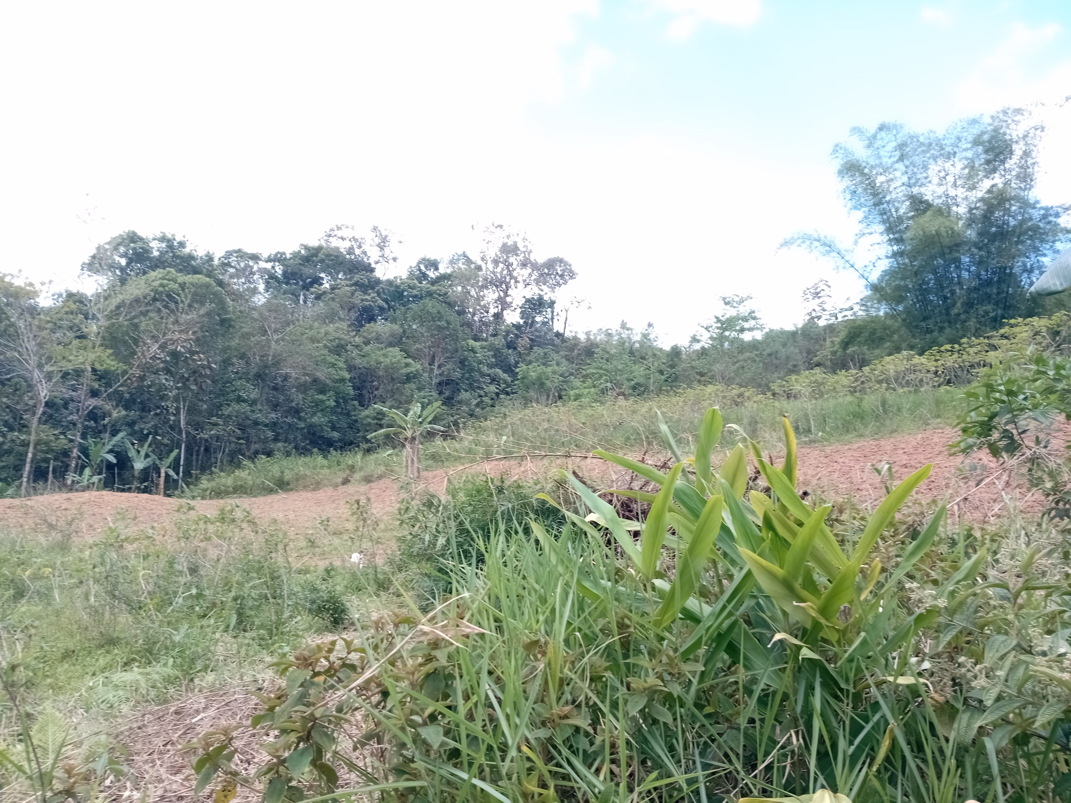 مزرعة صغيرة بمساحة 5,000 m² في Morretes، PR