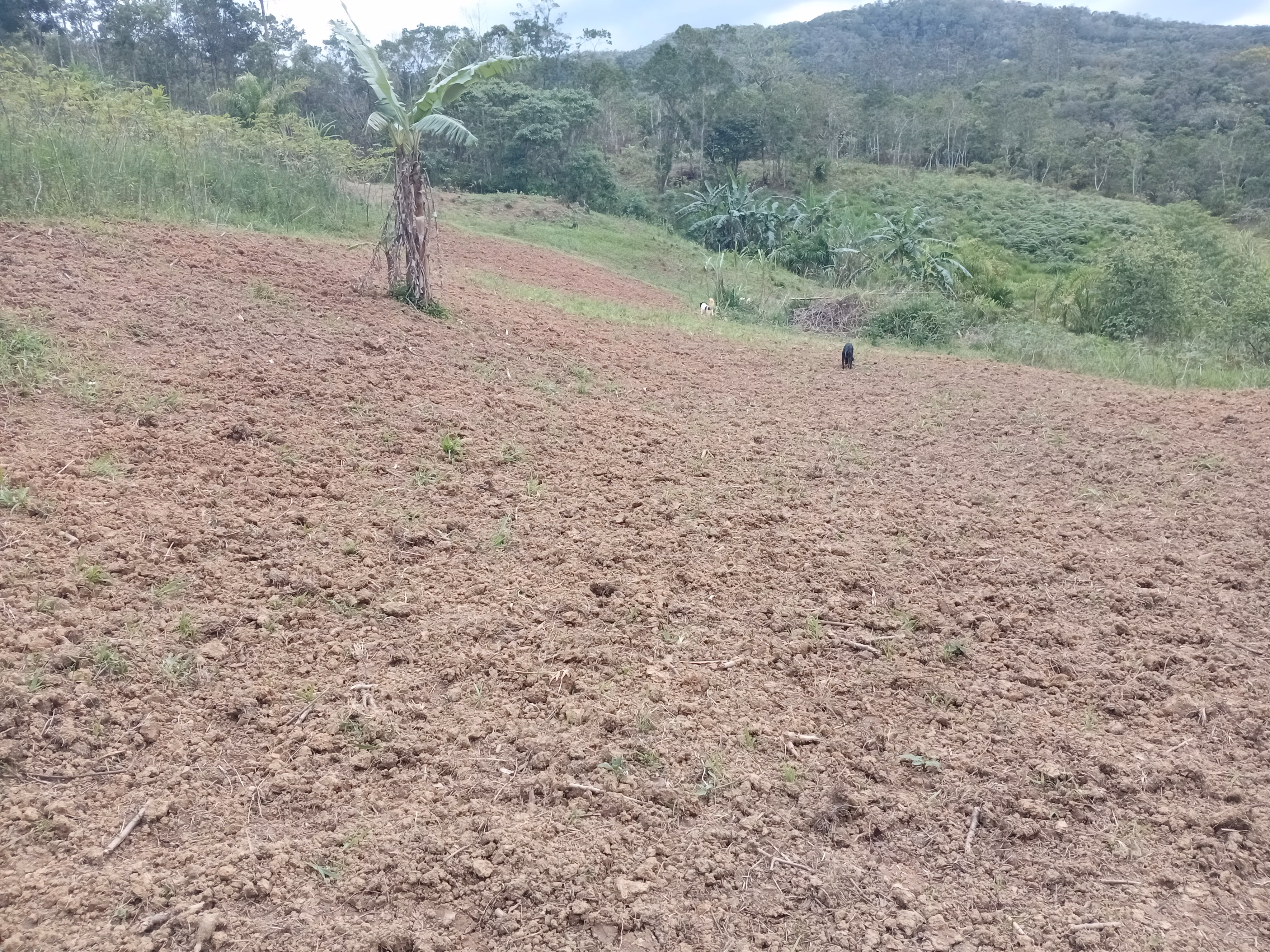 مزرعة صغيرة بمساحة 5,000 m² في Morretes، PR