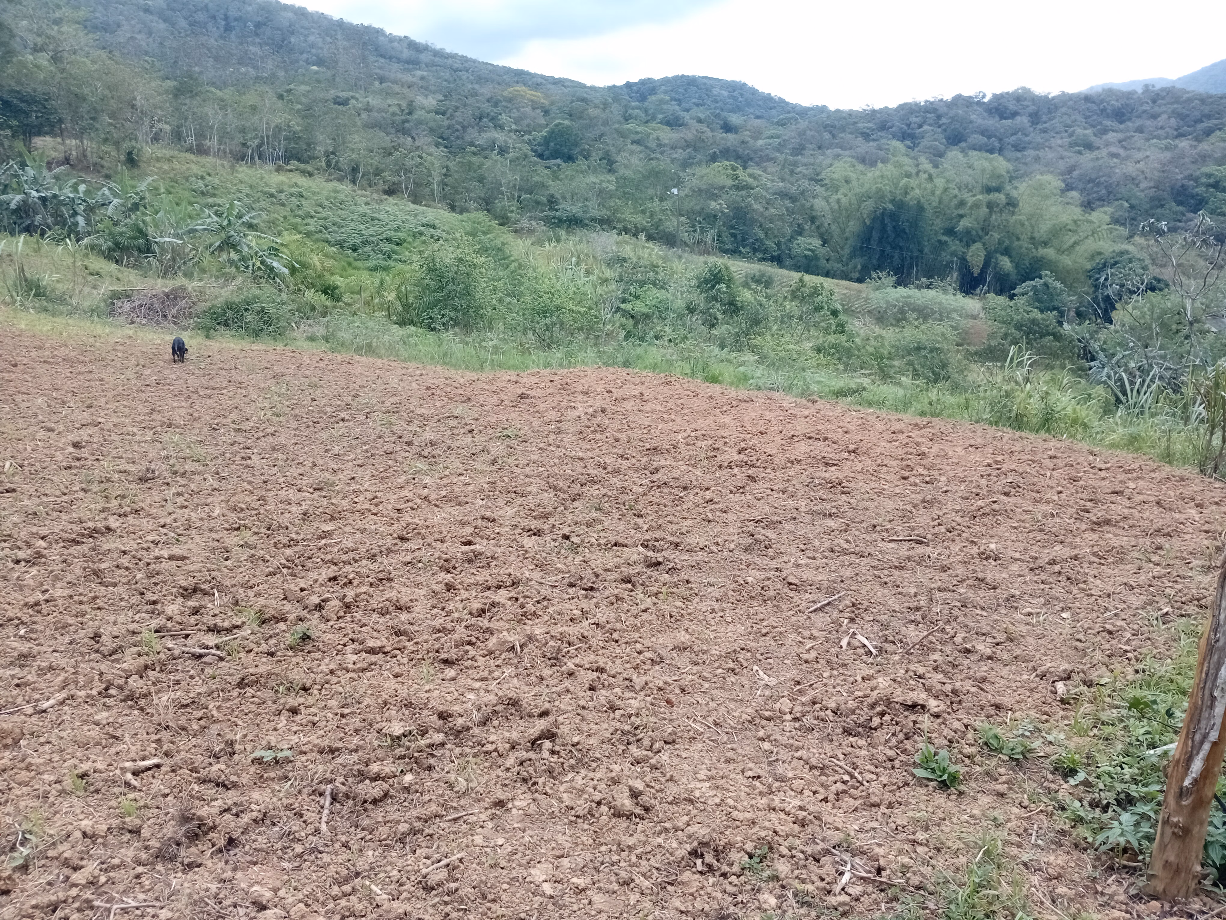 مزرعة صغيرة بمساحة 5,000 m² في Morretes، PR