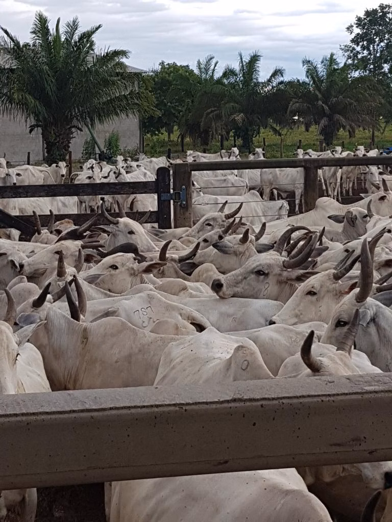 Farm of 19.279 acres in Araguaiana, MT, Brazil