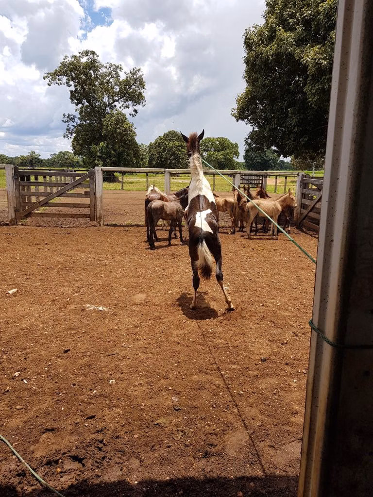 Farm of 19.279 acres in Araguaiana, MT, Brazil