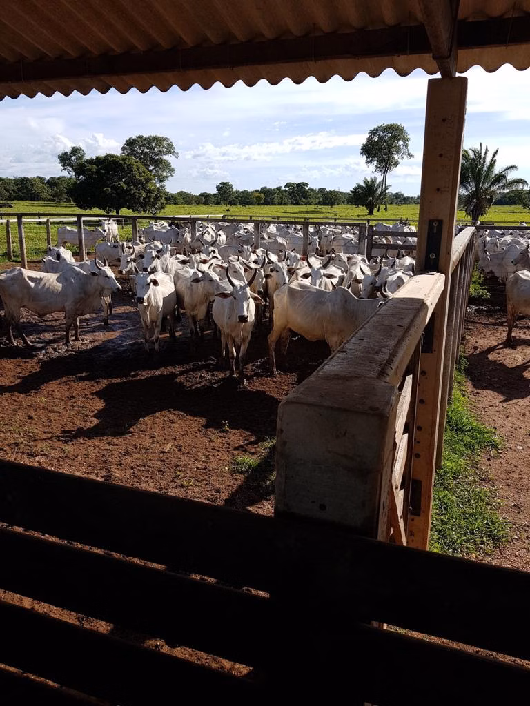 Farm of 19.279 acres in Araguaiana, MT, Brazil