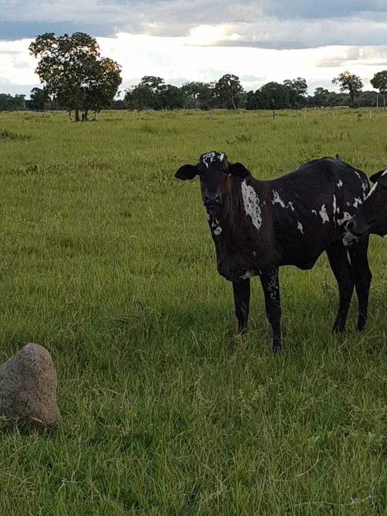 Farm of 19.279 acres in Araguaiana, MT, Brazil