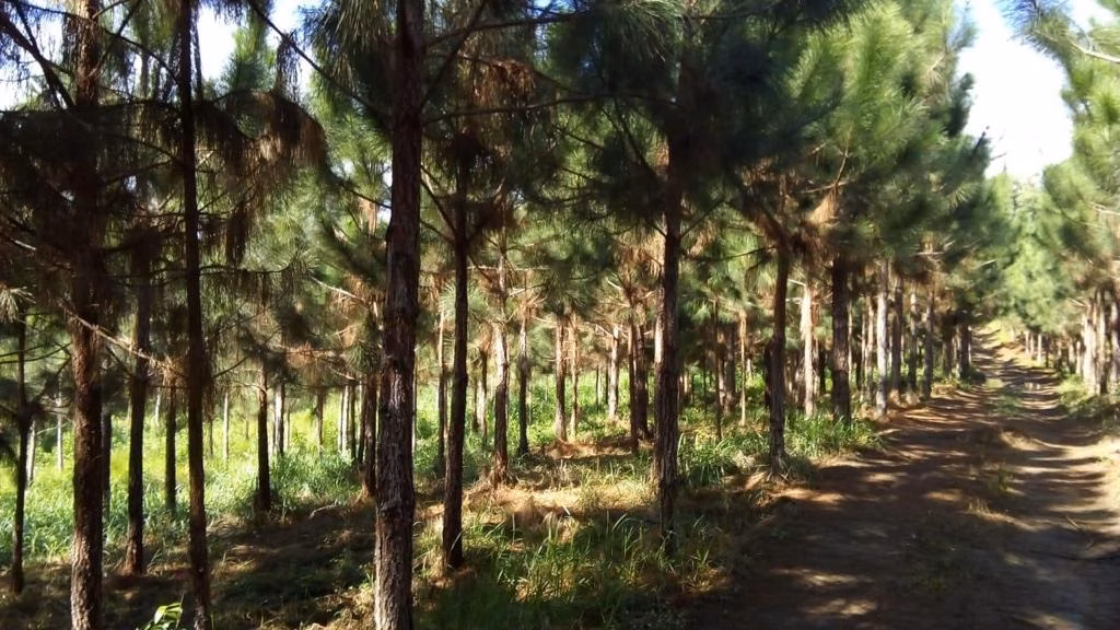 Fazenda de 370 ha em Registro, SP