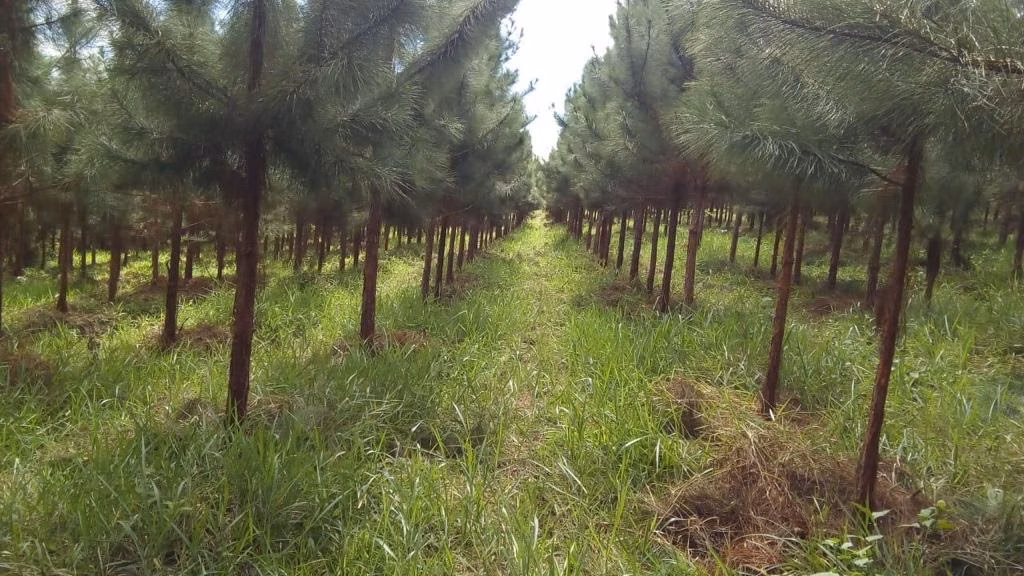 Fazenda de 370 ha em Registro, SP