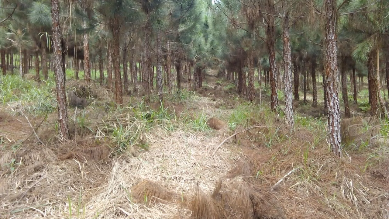 Fazenda de 370 ha em Registro, SP