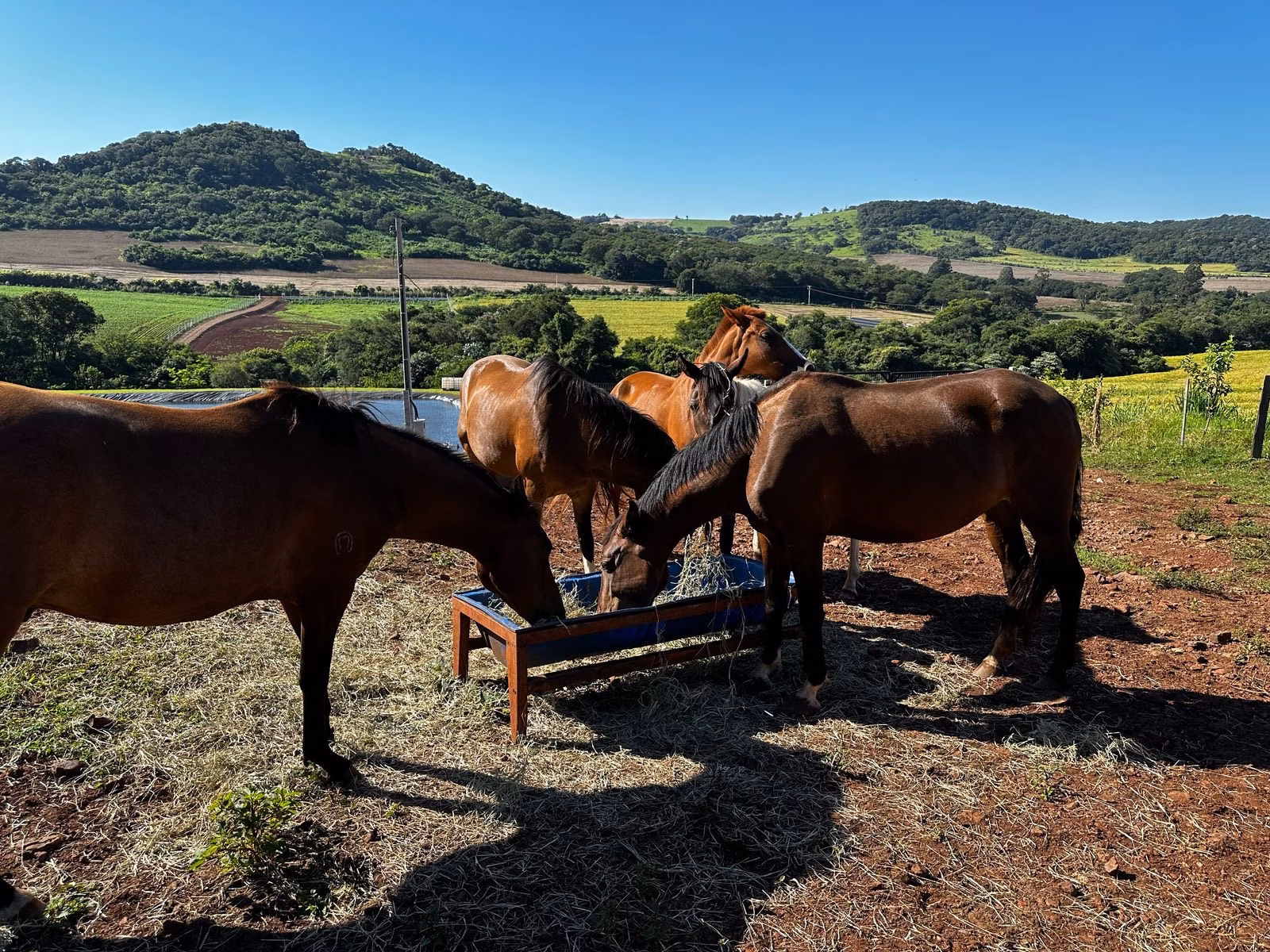 Small farm of 14 acres in Santa Tereza do Oeste, PR, Brazil