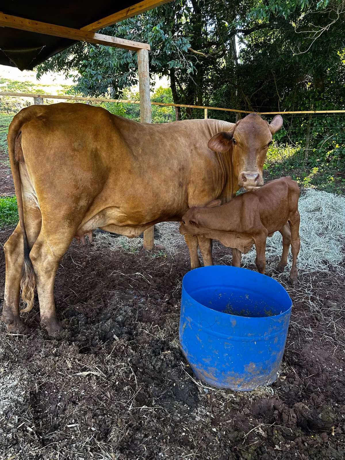 Small farm of 14 acres in Santa Tereza do Oeste, PR, Brazil