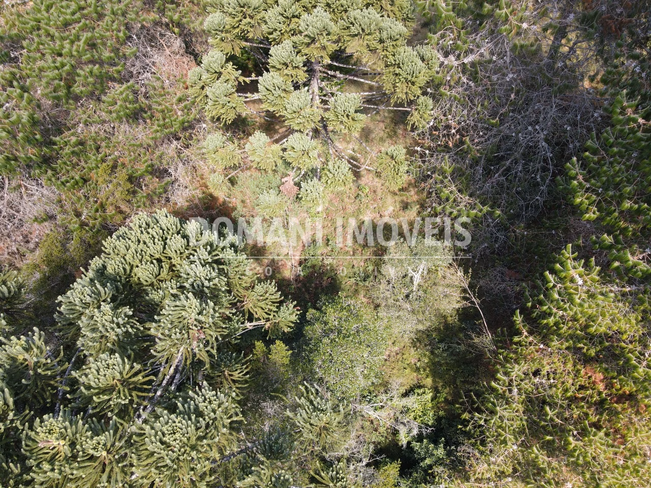 Plot of 2,450 m² in Campos do Jordão, SP, Brazil