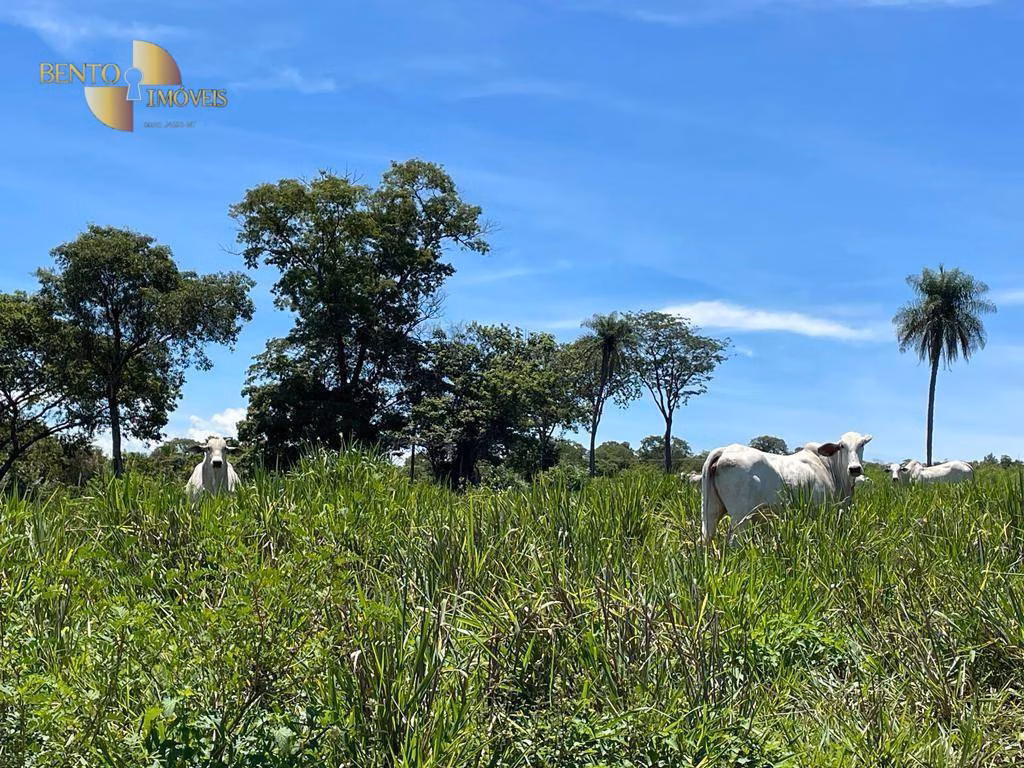 Fazenda de 280 ha em Cuiabá, MT