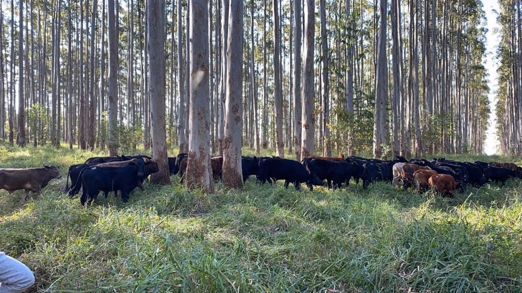 Small farm of 239 acres in Capão Bonito, SP, Brazil