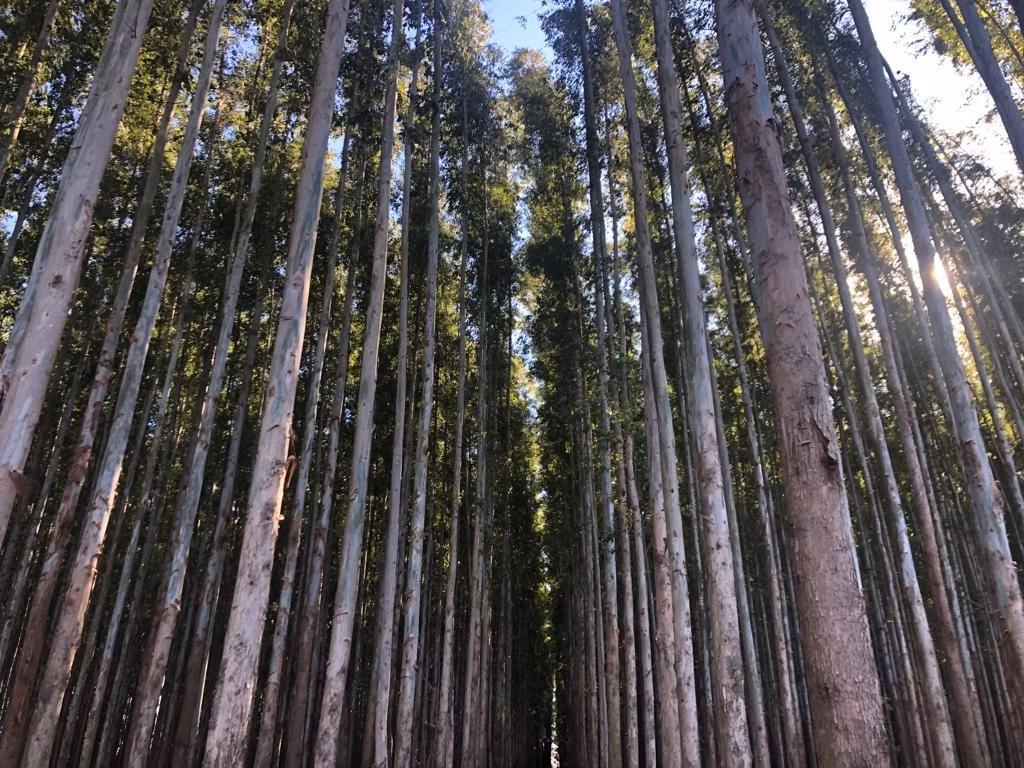 Sítio de 97 ha em Capão Bonito, SP