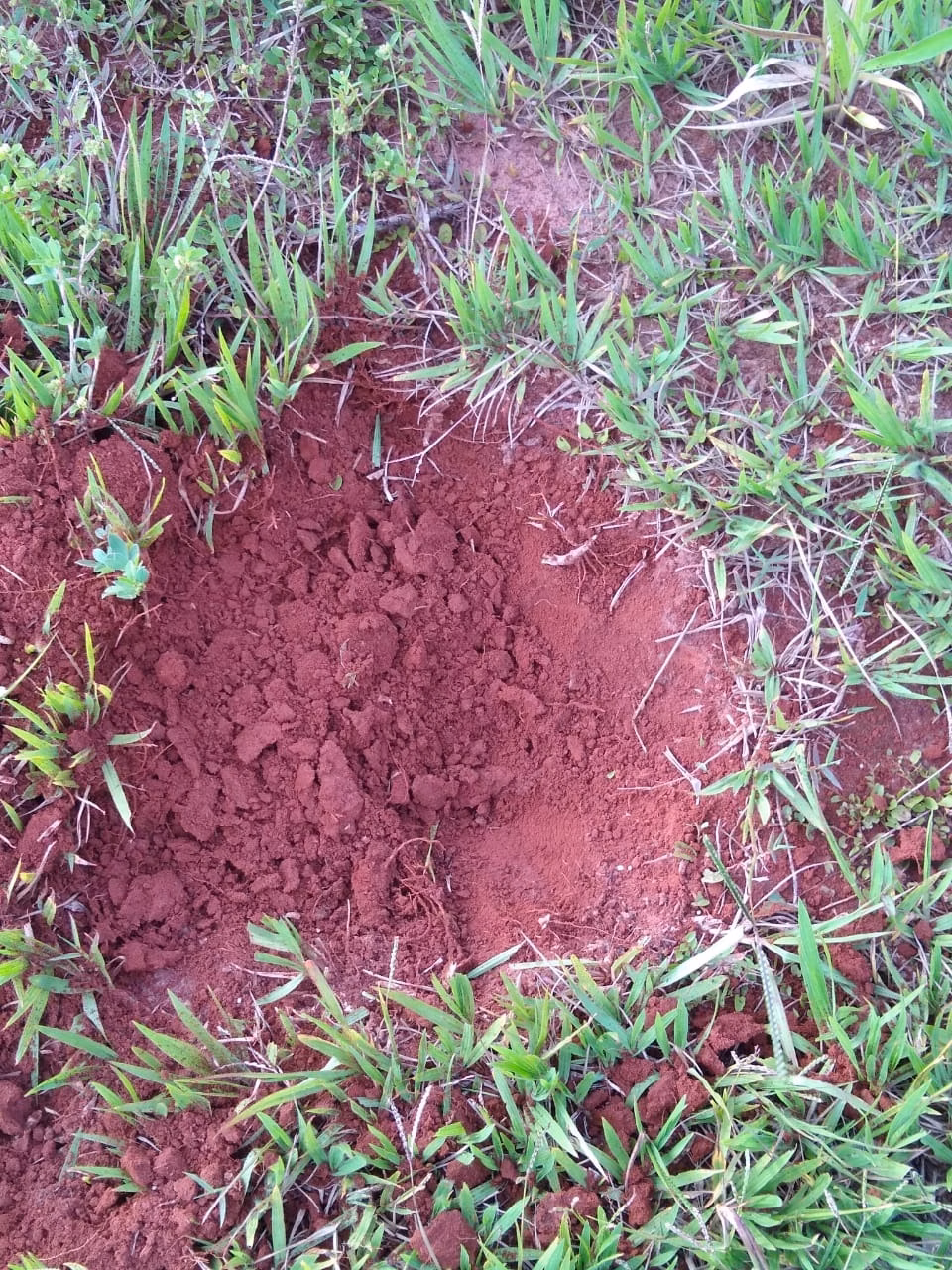 Fazenda de 1.134 ha em Chapadão do Sul, MS