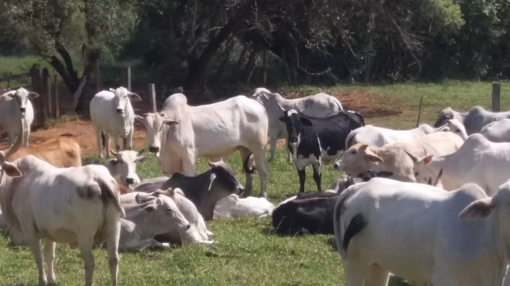 Fazenda de 178 ha em Lambari, MG