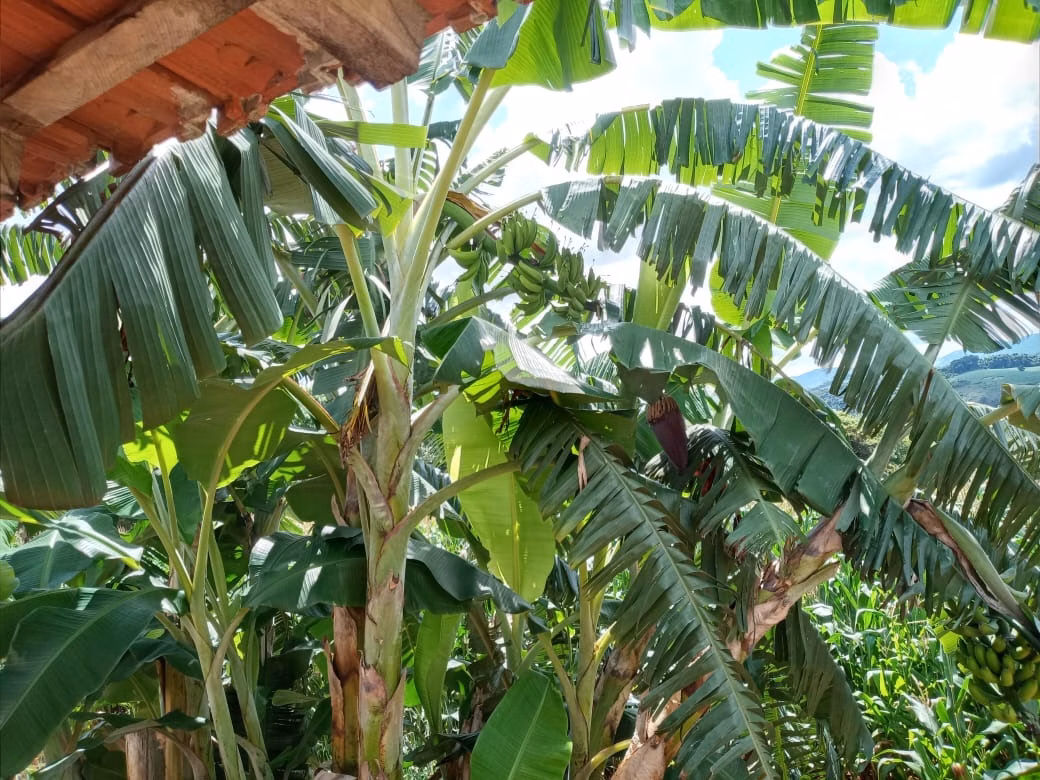 Fazenda de 178 ha em Lambari, MG