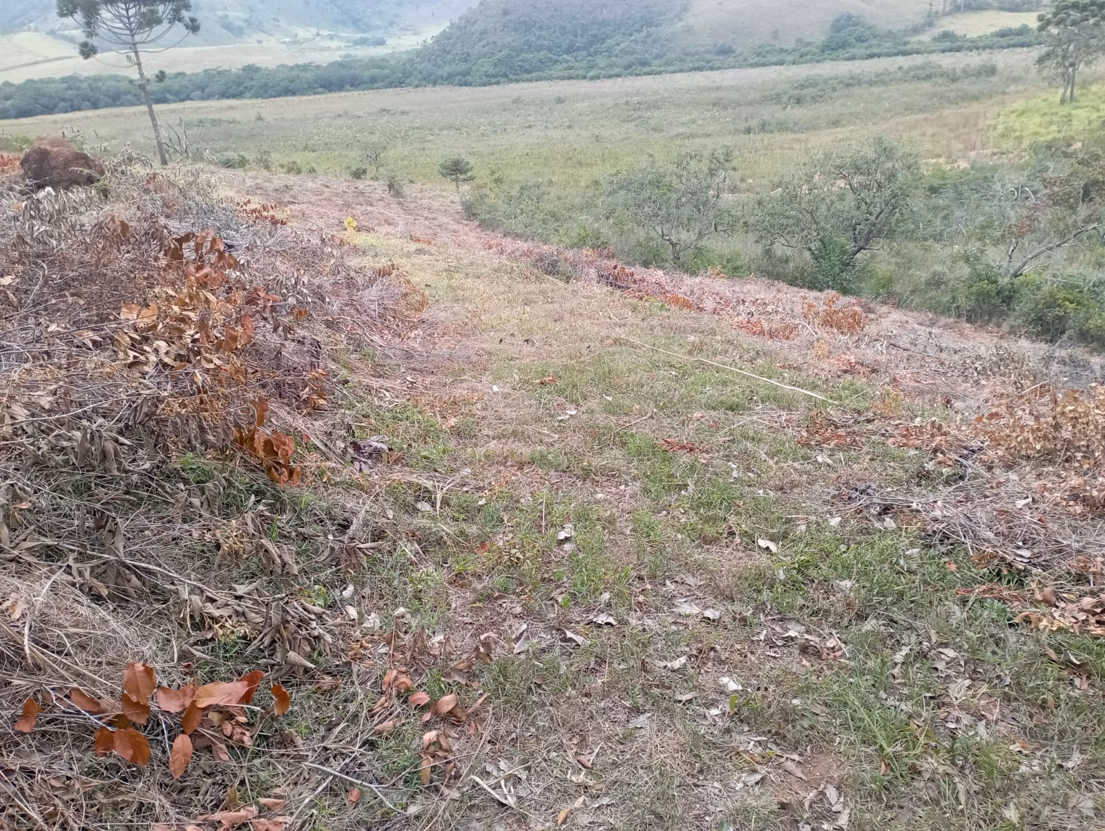 Farm of 242 acres in Liberdade, MG, Brazil