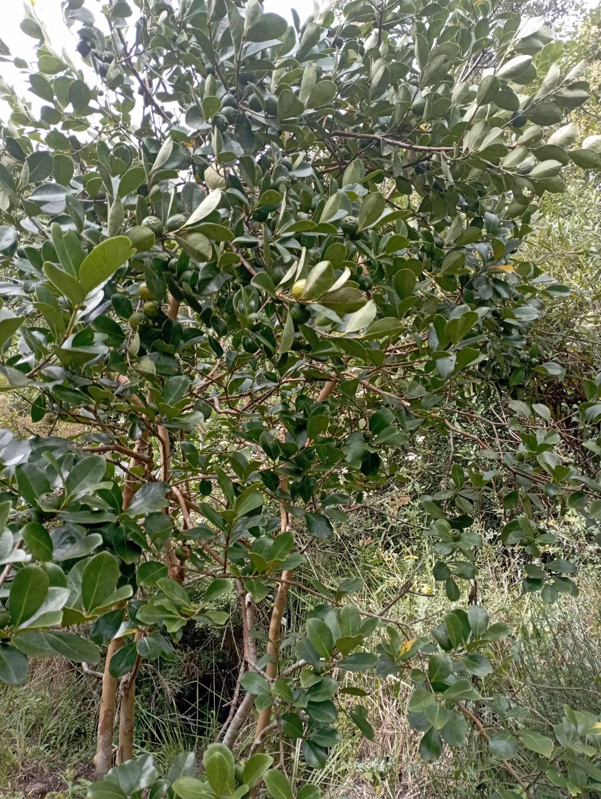 Farm of 242 acres in Liberdade, MG, Brazil