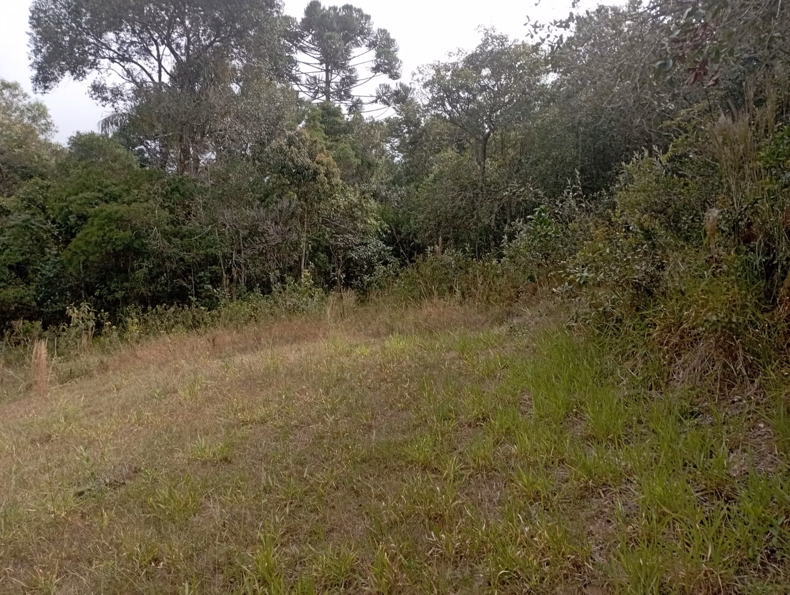 Fazenda de 98 ha em Liberdade, MG