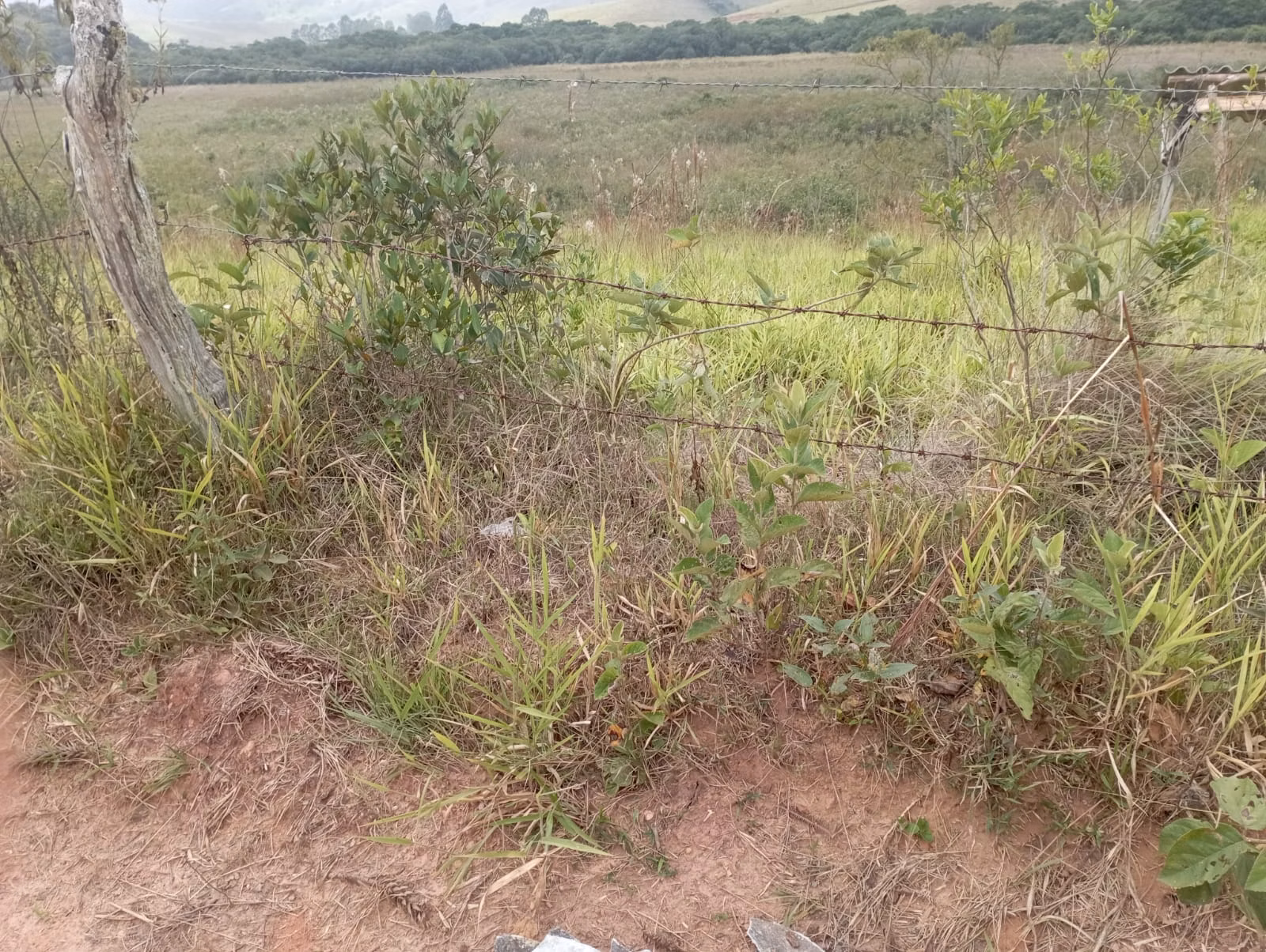 Farm of 242 acres in Liberdade, MG, Brazil