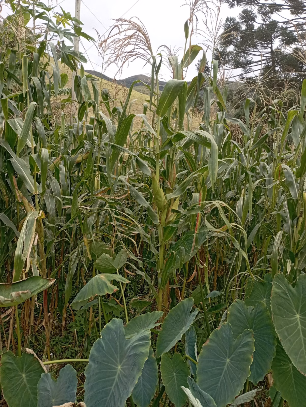 Fazenda de 98 ha em Liberdade, MG