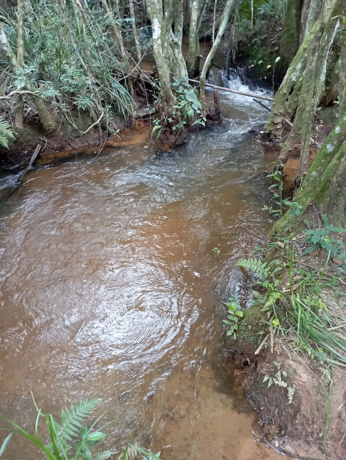 Farm of 242 acres in Liberdade, MG, Brazil