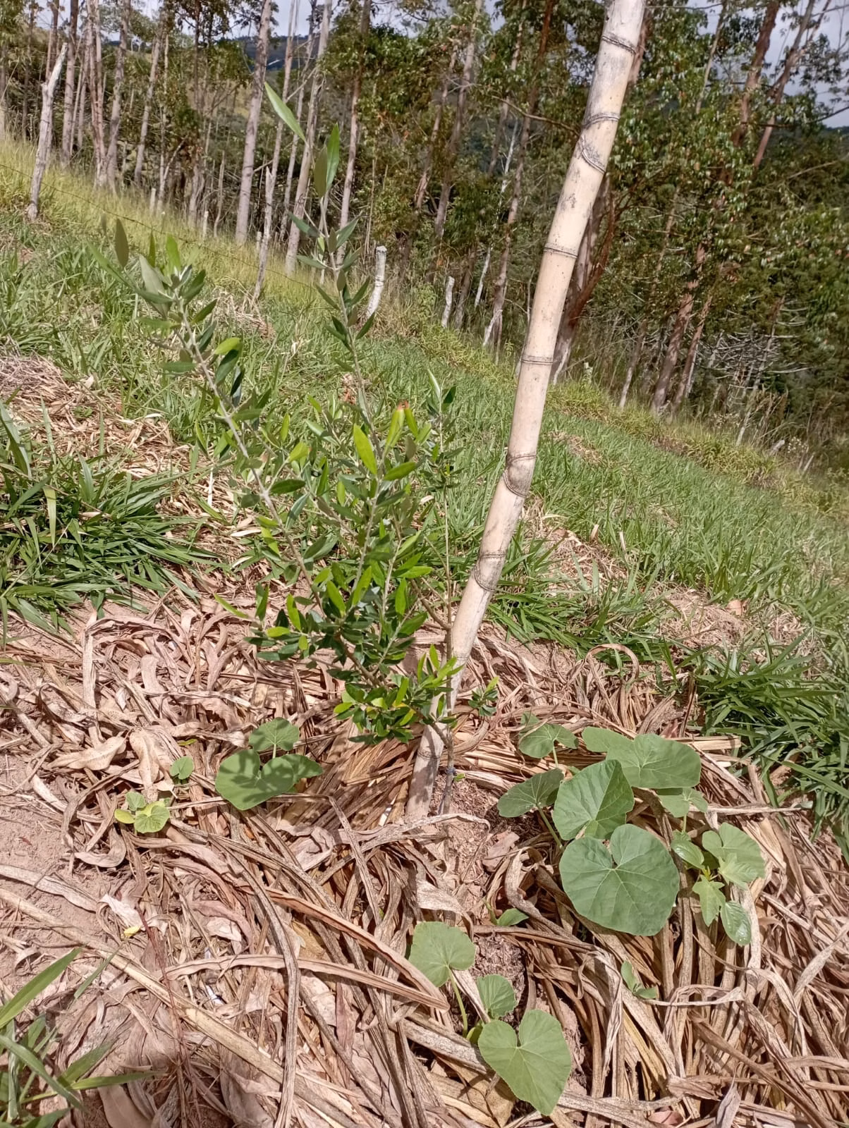 Farm of 242 acres in Liberdade, MG, Brazil