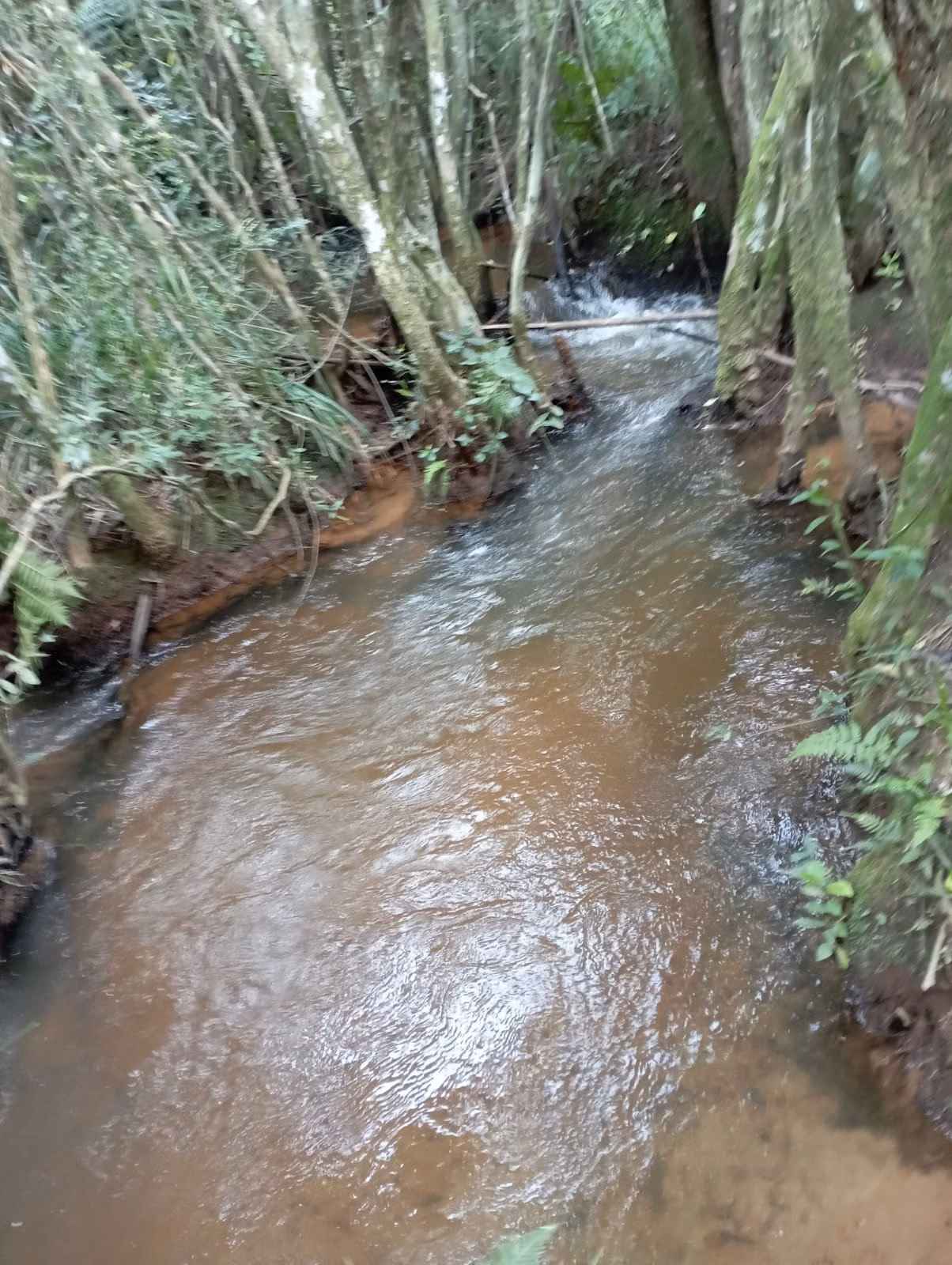 Farm of 242 acres in Liberdade, MG, Brazil