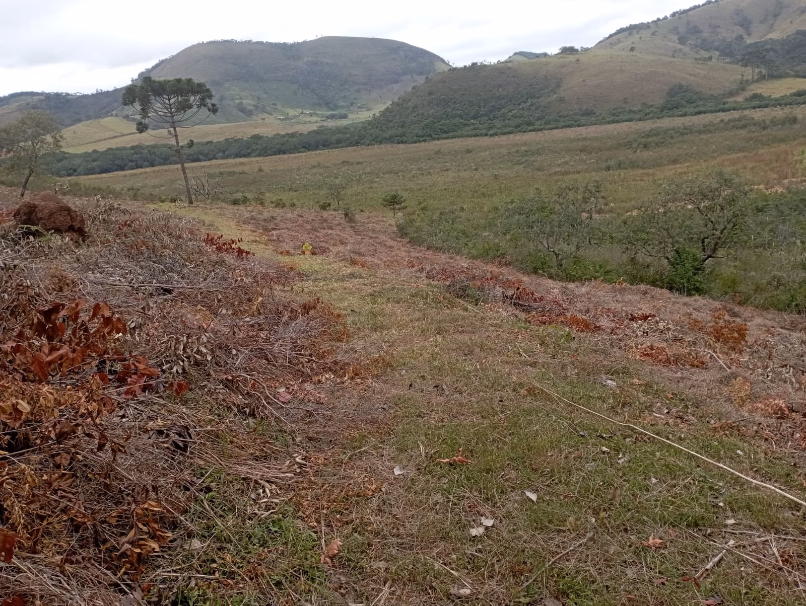 Farm of 242 acres in Liberdade, MG, Brazil