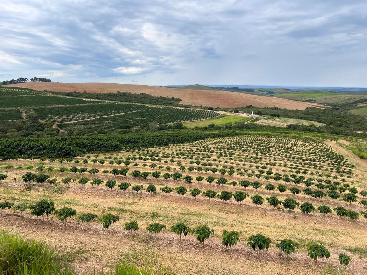 Fazenda à venda de 207 ha em Capitólio, MG