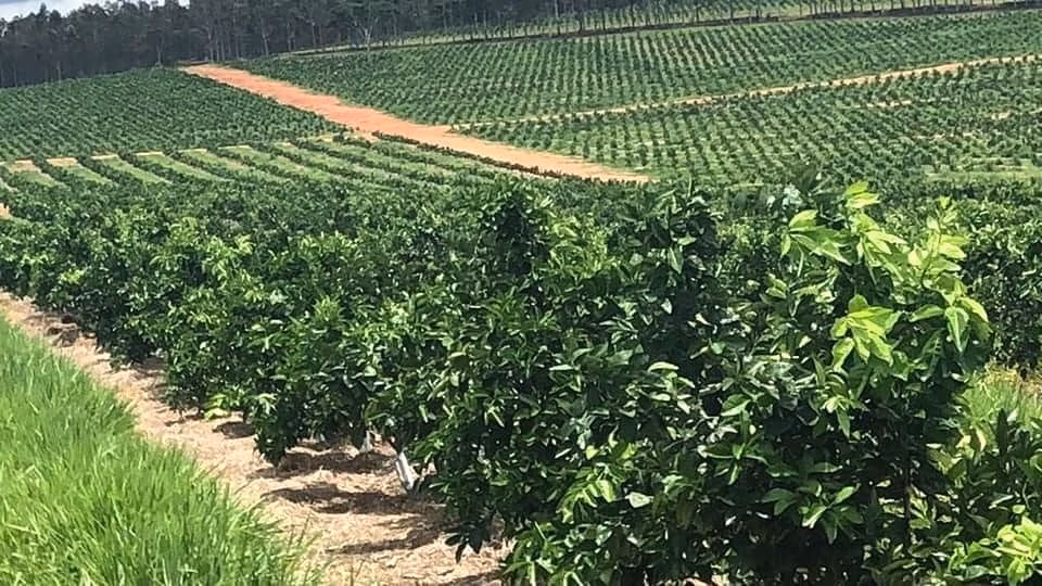 Fazenda de 968 ha em Marília, SP