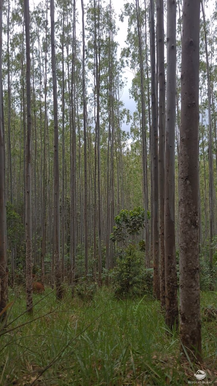 Fazenda de 134 ha em Guaratinguetá, SP