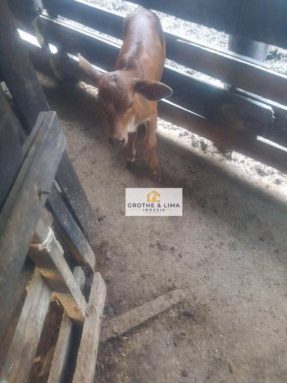 Small farm of 84 acres in Natividade da Serra, SP, Brazil