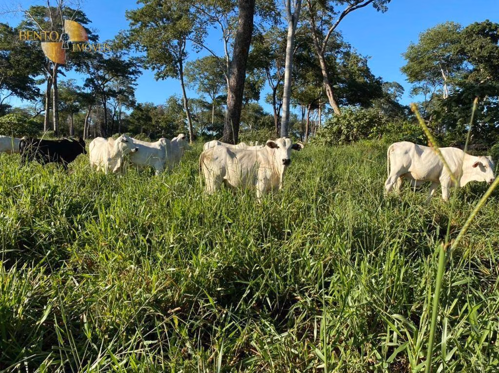Fazenda de 7.826 ha em Alcinópolis, MS