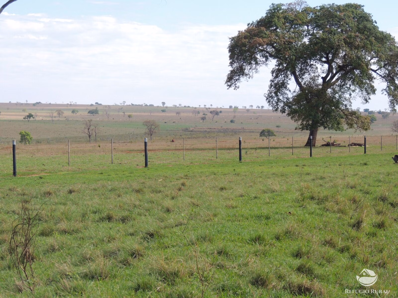Fazenda de 2.420 ha em Chapadão do Sul, MS