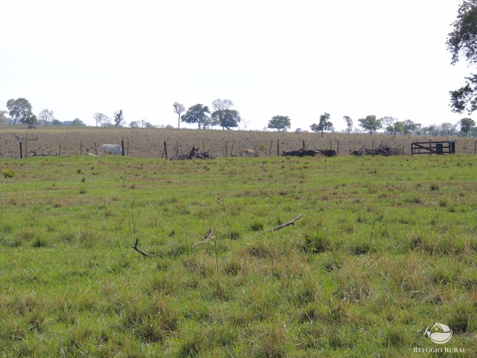Fazenda de 2.420 ha em Chapadão do Sul, MS
