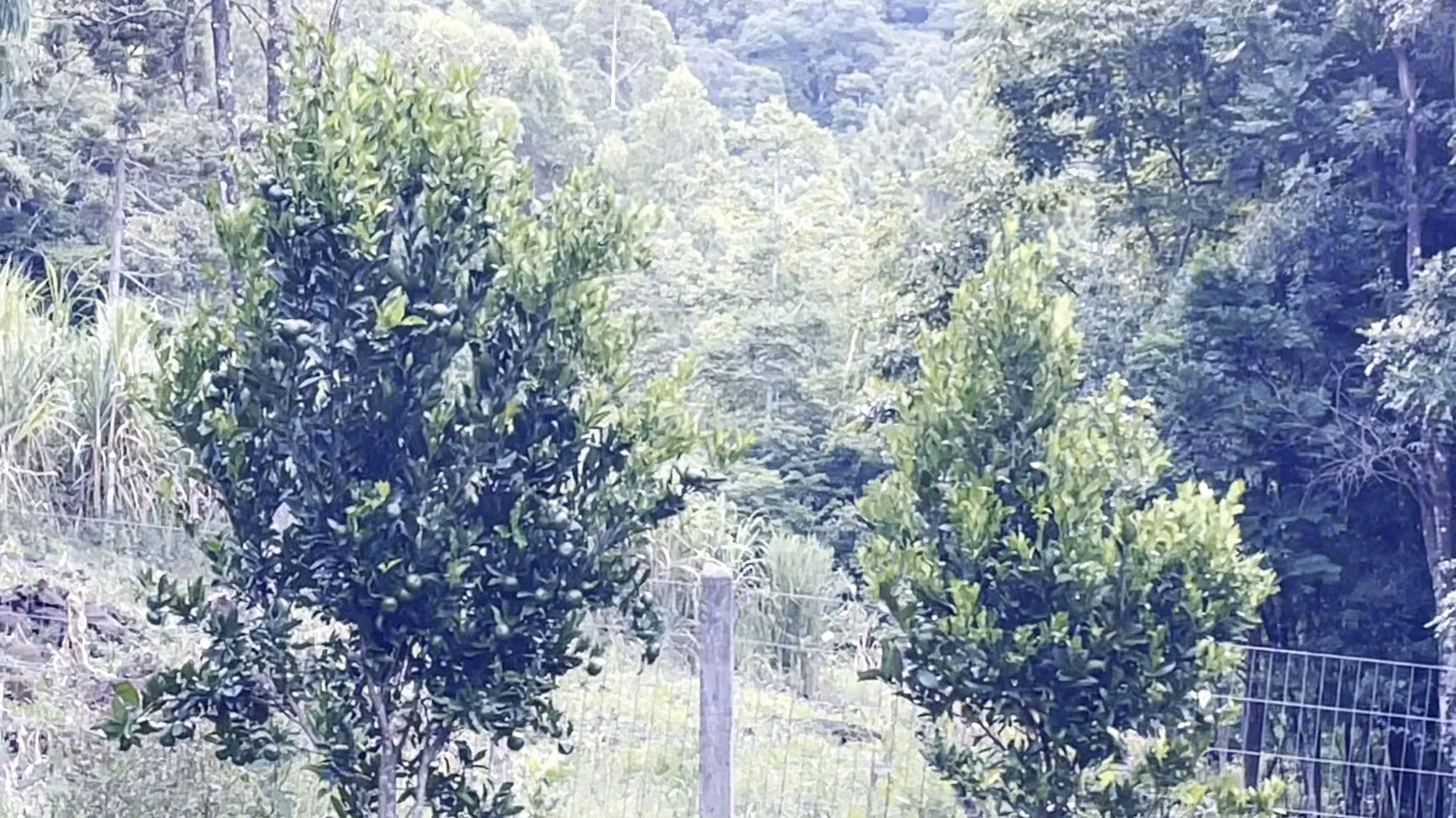 Terreno de 3 ha em São Francisco de Paula, RS