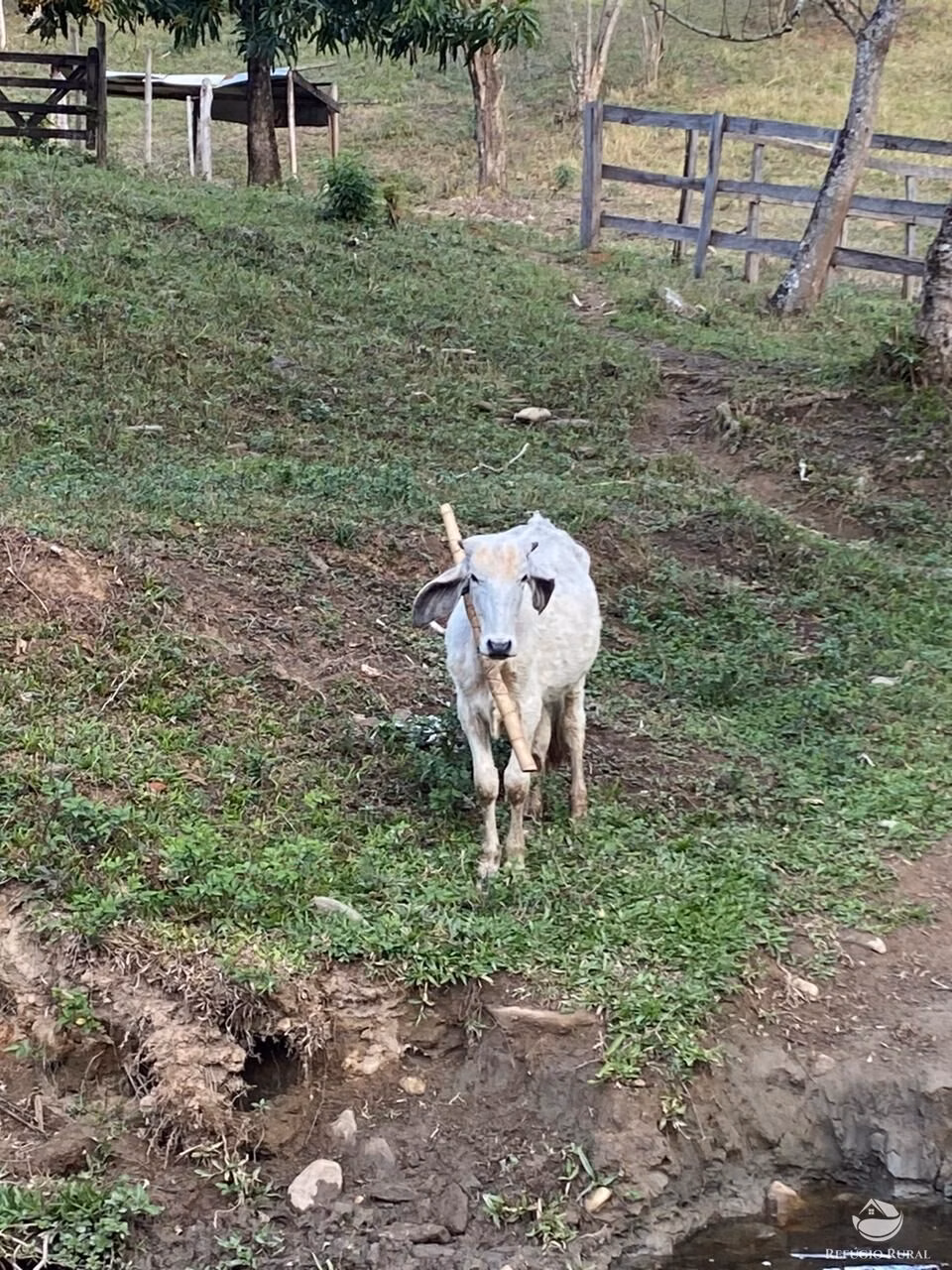Sítio de 8 ha em Guaratinguetá, SP