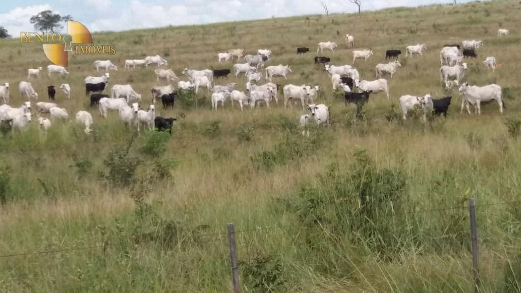 Fazenda de 3.080 ha em Guiratinga, MT