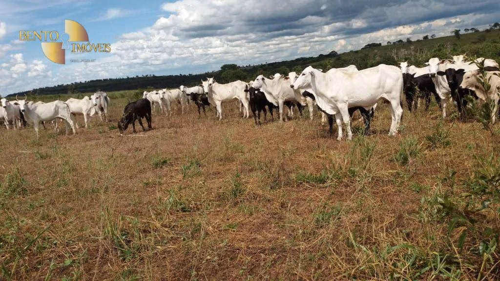 Fazenda de 3.080 ha em Guiratinga, MT