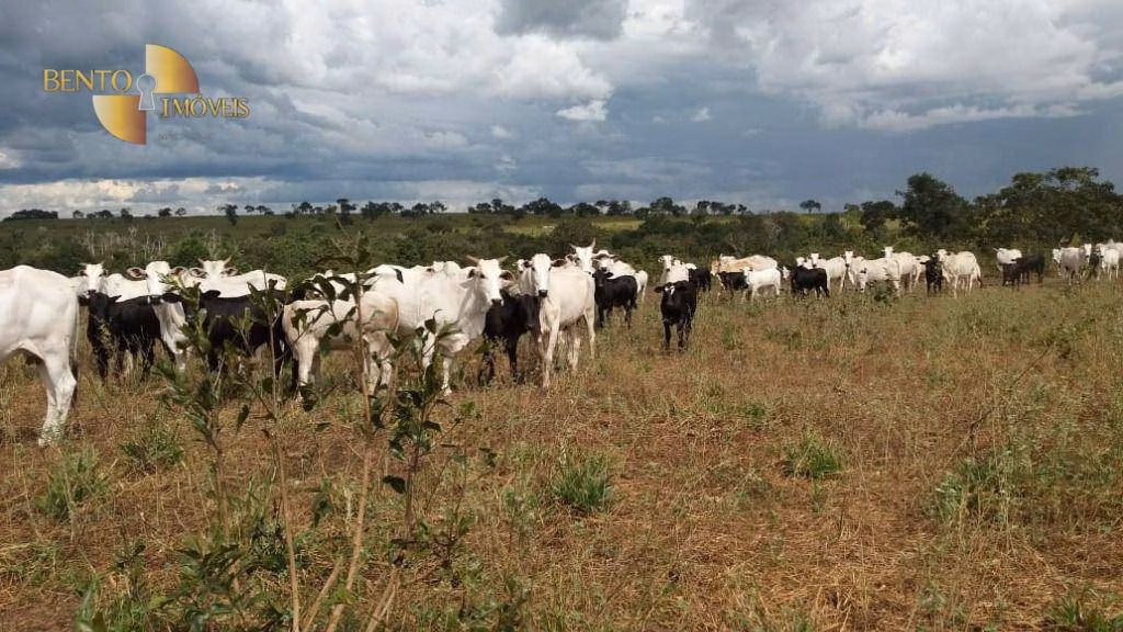 Fazenda de 3.080 ha em Guiratinga, MT