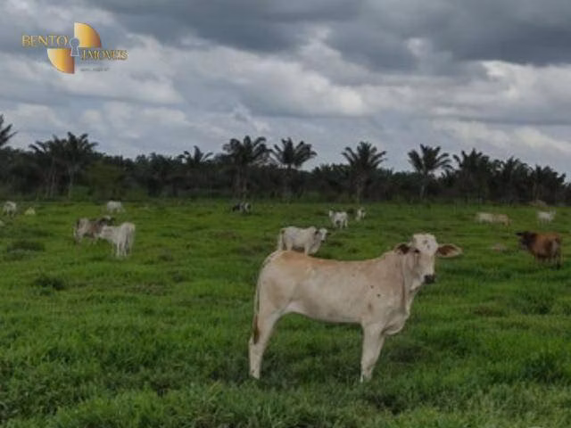 Farm of 36.858 acres in Cuiabá, MT, Brazil