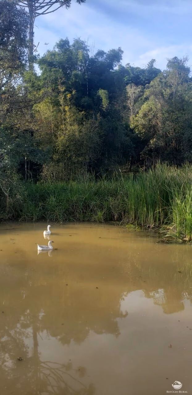 Sítio de 12 ha em São Luiz do Paraitinga, SP