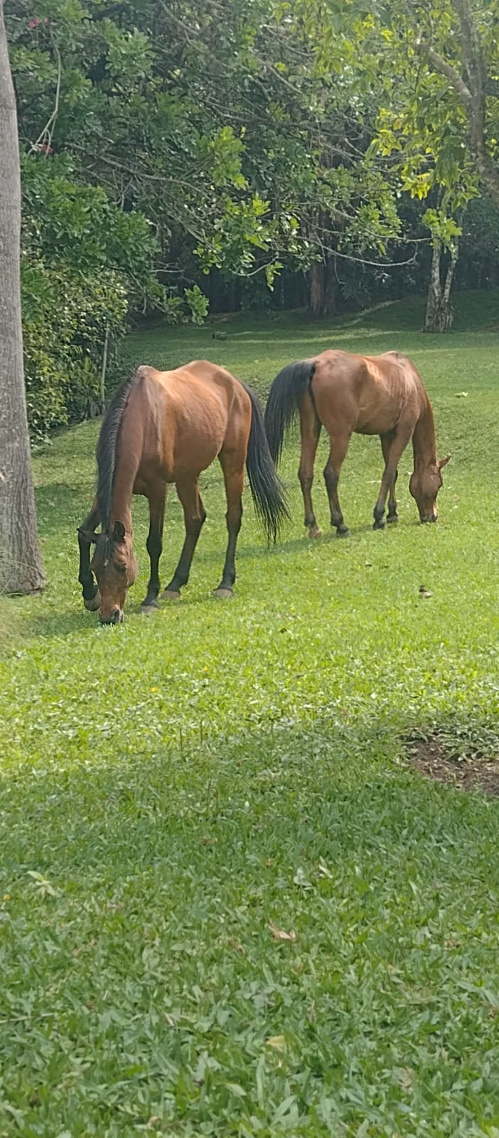 Country home of 3,500 m² in São Paulo, SP, Brazil