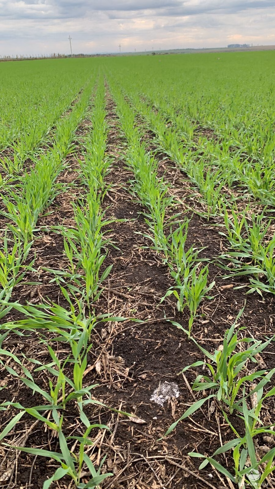 Fazenda de 7.000 ha em Jaguarão, RS