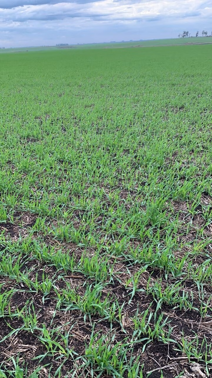 Fazenda de 7.000 ha em Jaguarão, RS